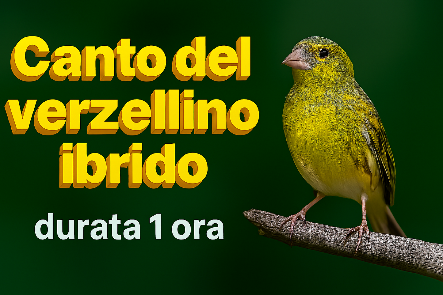 CANTO DEL VERZELLINO IBRIDO CANARINO UNICO E VARIEGATO CON PASSATA MOLTO PARTICOLARE CON RICHIAMI MELODIOSO IN FORMATO MP3 PRONTO PER IL DOWNLOAD