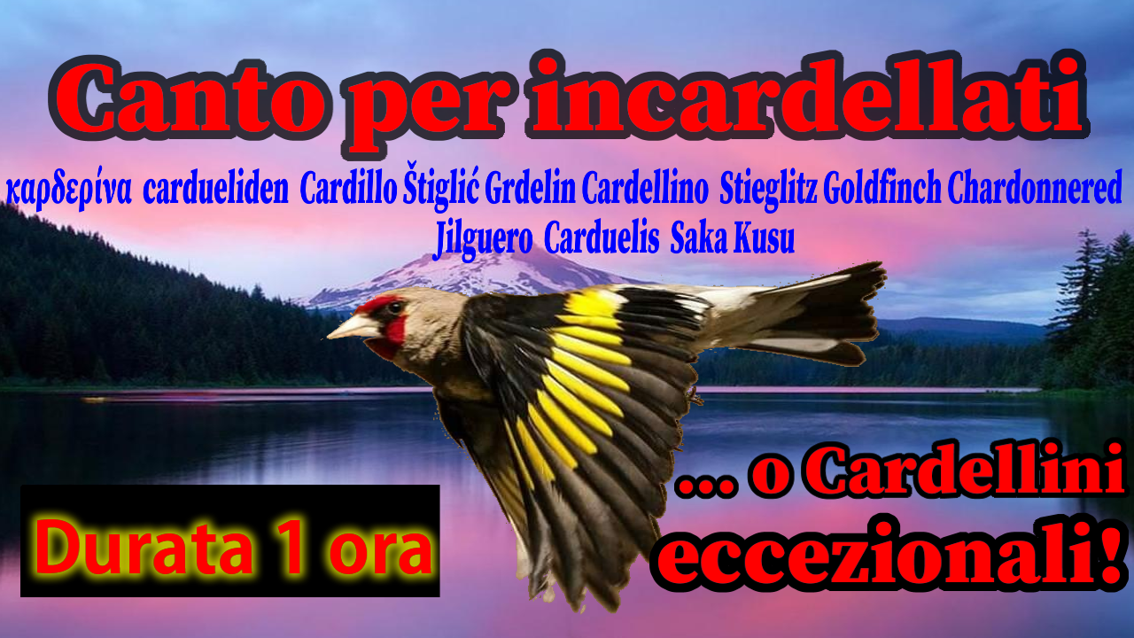 CANTO PER INCARDELLATI CON RICHIAMO JULIO E PLIO' NELLA CANTATA POTENTI INCARDELLATO NAPOLETANO IN FORMATO DIGITALE MP3