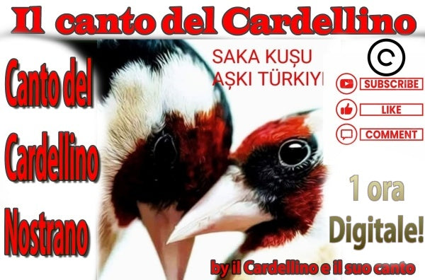 IL CANTO DI UN INCARDELLATO IN AMORE NAPOLETANO CON ZI-PE' E PLIO' POTENTI INCARDELLATO NAPOLETANO IN FORMATO DIGITALE MP3