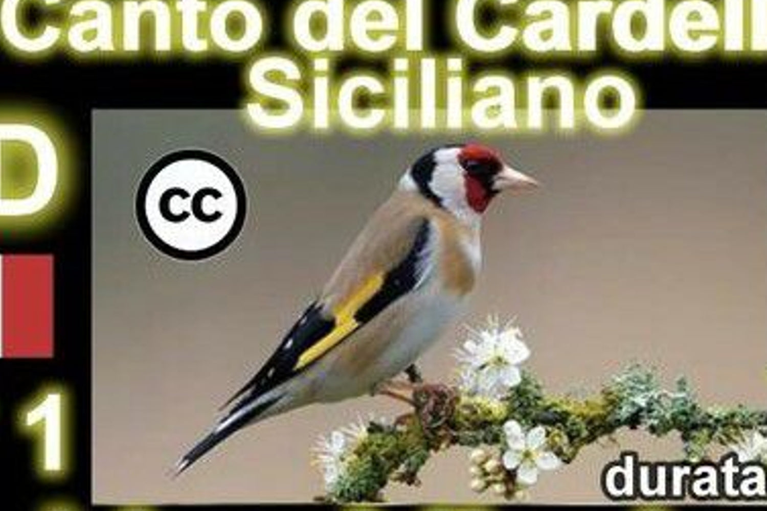 canto del cardellino per istruire i cardellini