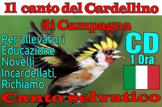 IL CANTO DEL CARDELLINO SELVATICO CANTO DEL CARDELLINO SELVATICO DI CAMPAGNA IN FORMATO DIGITALE MP3