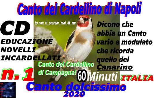 IL CANTO DEL CARDELLINO CAMPANO NAPOLI PASSATA NAPOLETANA IN FORMATO DIGITALE MP3