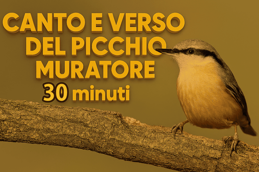 CANTO DEL PICCHIO MURATORE DOLCE ARMONIOSO SITTA EUROPEA