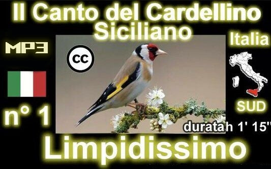 Canto del CARDELLINO Siciliano anche per Incardellati novelli limpidissimo nessun rumore di fondo per istruire uccelli GOLDFINCH italia mp3