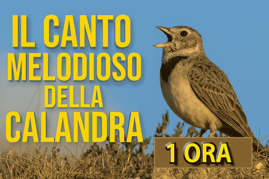 IL CANTO DELLA CALANDRA UCCELLO PASSATE LUNGHE COME IL CARDELLINO E VARI RICHIAMI IN FORMATO MP3 PRONTO PER IL DOWNLOAD