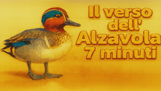 IL VERSO DELL'ALZAVOLA ANATRA EUROPEA RICHIAMO DI 7 MINUTI IN FORMATO MP3 PRONTO PER IL DOWNLOAD