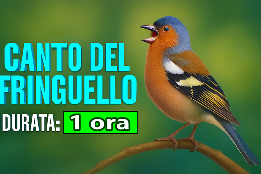 IL CANTO DEL FRINGUELLO MELODIOSO ARMONIOSO 1 ORA IN FORMATO MP3 PRONTO PER IL DOWNLOAD