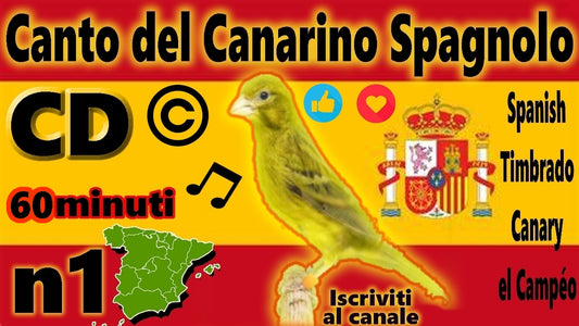 IL CANTO DEL CANARINO SPAGNOLO TIMBRADO UDIO LIMPIDISSIMO EL CAMPEON MP3 DIGITALE INSTANT DOWNLOAD