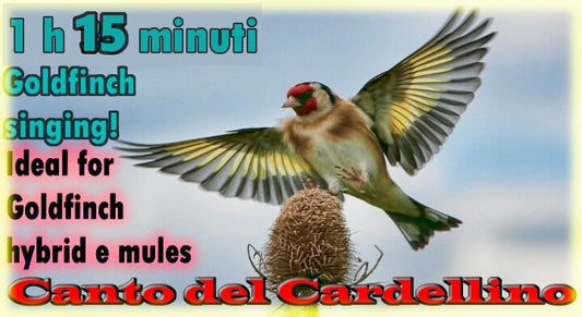 CANTO CARDELLINO MODULATO SONG OF THE GOLDFINCH CANCIÓN JILGUERO LIMPIDISSIMO IN FORMATO DIGITALE MP3