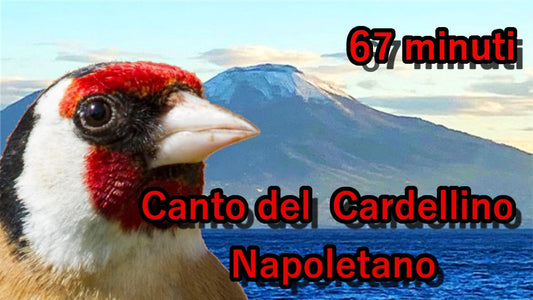 Canto del CARDELLINO Napoletano anche per Incardellati novelli limpidissimo nessun rumore di fondo per istruire uccelli GOLDFINCH italia mp3