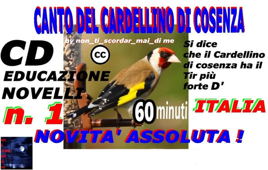 IL CANTO DEL CARDELLINO DI COSENZA CALABRESE AUDIO LIMPIDISSIMO IN FORMATO MP3 DIGITALE INSTANT DOWNLOAD