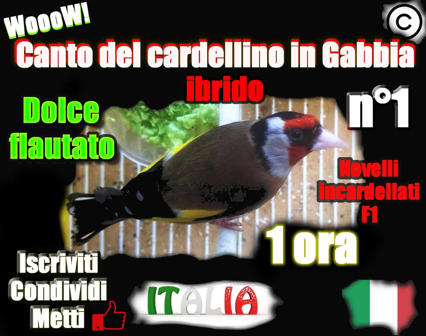 CANTO DEL CARDELLINO IBRIDO NAPOLETANO IN GABBIA LIMPIDO DOLCE VARIEGATO SUBITO DISPONIBILE