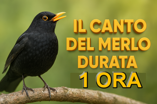 CANTO DEL MERLO BLACKBIRD DOLCE ARMONIOSO MISTERIOSO EUROPEA E VARI RICHIAMI CON SOTTOFONDO ALTRI UCCELLI IN FORMATO MP3 PRONTO PER IL DOWNLOAD