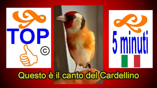 Canto del CARDELLINO ITALIANO anche per Incardellati novelli limpidissimo nessun rumore di fondo per istruire uccelli GOLDFINCH italia mp3