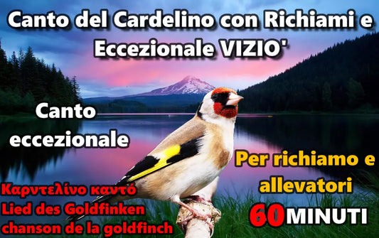 CANTO DEL CARDELLINO CON VIZIO' DA OSCAR E RICHIAMI VARI ITALIA LIMPIDISSIMO MP3 DIGITALE INSTANT DOWNLOAD