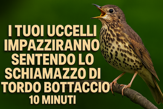 TORDO BOTTACCIO SCHIAMAZZO ZIRLO FRASEGGI COMUNICAZIONE PREDATORI  VARIEGATO CON VERSI MOLTO PARTICOLARE CON RICHIAMI IN FORMATO MP3 PRONTO PER IL DOWNLOAD