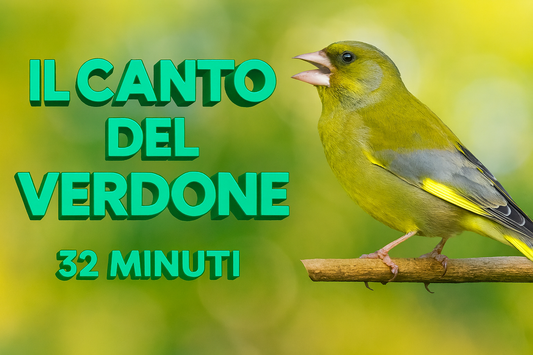 Il CANTO DEL VERDONE  STUPEFACENTE  FORTE DECISO MELODIA LIMPIDO ACUTO E TRILLANTE IN FORMATO MP3 PRONTO PER IL DOWNLOAD